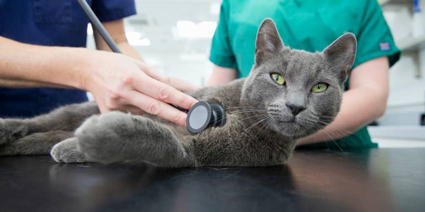 Kirkton Veterinary Centre