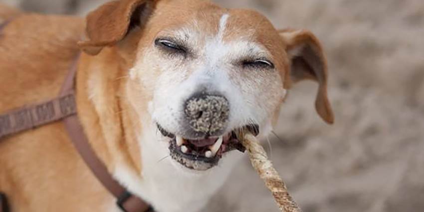 Dog Friendly in Stonehaven