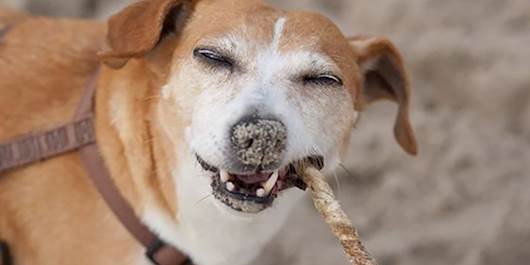 Dog Friendly in Stonehaven